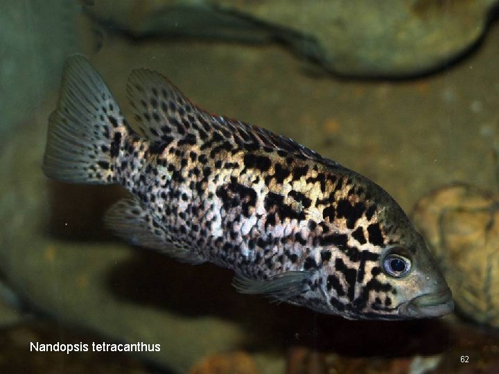 Nandopsis tetracanthus 62 