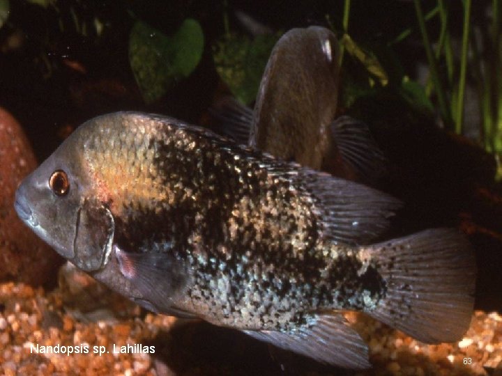 Nandopsis sp. Lahillas 63 