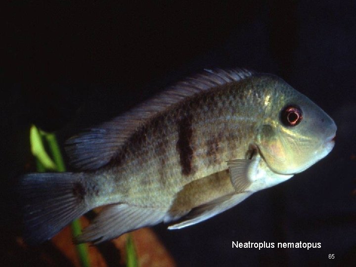 Neatroplus nematopus 65 