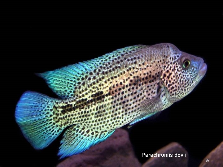 Parachromis dovii 67 
