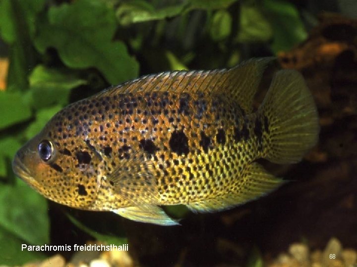 Parachromis freidrichsthalii 68 