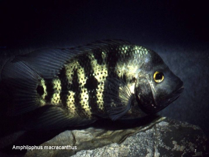 Amphilophus macracanthus 7 