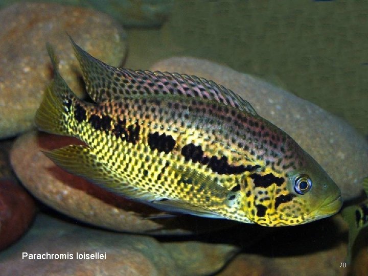 Parachromis loisellei 70 