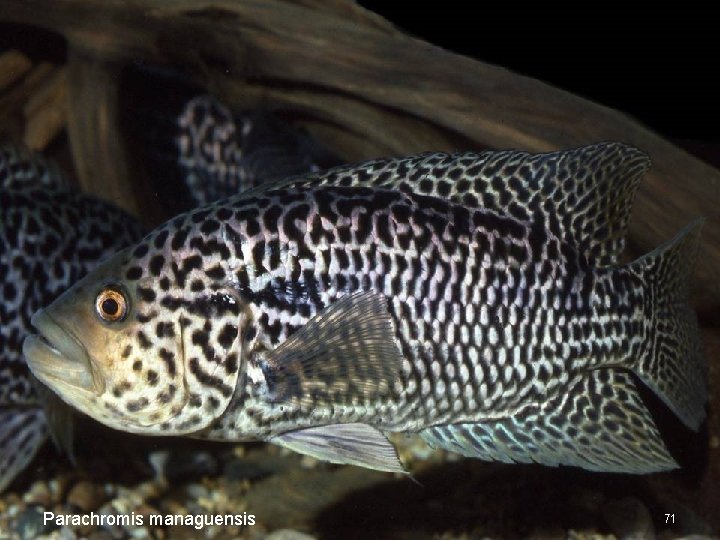 Parachromis managuensis 71 