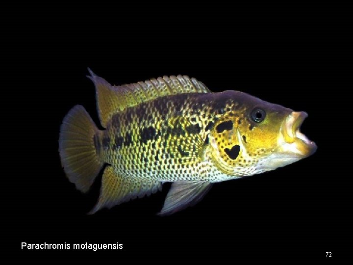 Parachromis motaguensis 72 