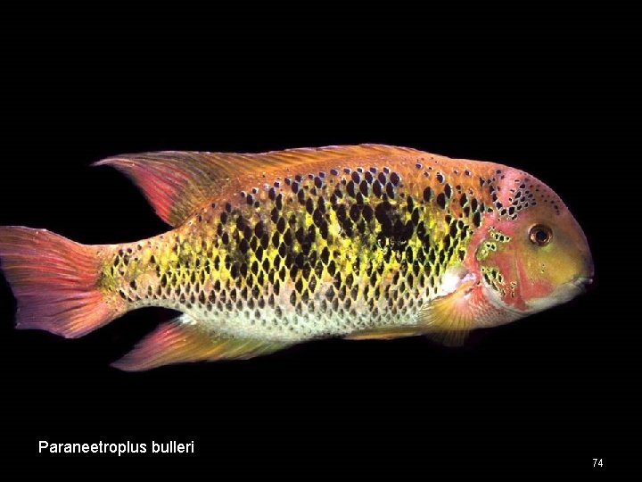 Paraneetroplus bulleri 74 