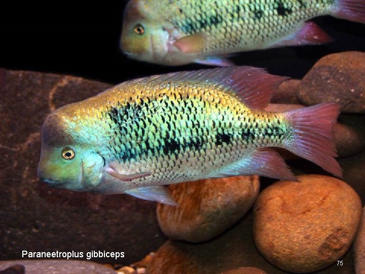 Paraneetroplus gibbiceps 75 