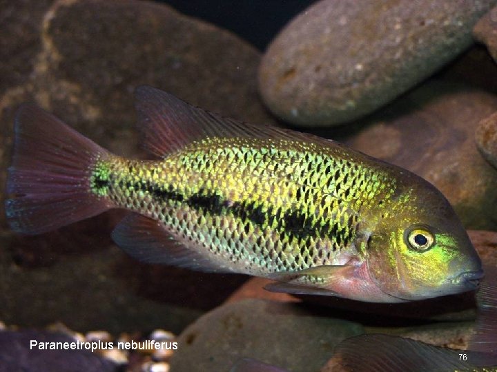 Paraneetroplus nebuliferus 76 