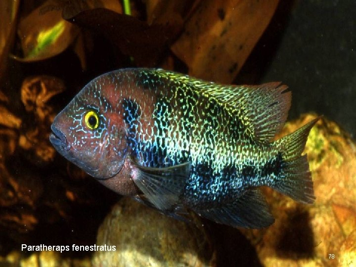 Paratheraps fenestratus 78 
