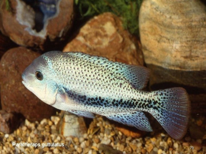 Paratheraps guttulatus 79 