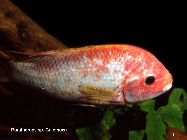 Paratheraps sp. Catemaco 81 