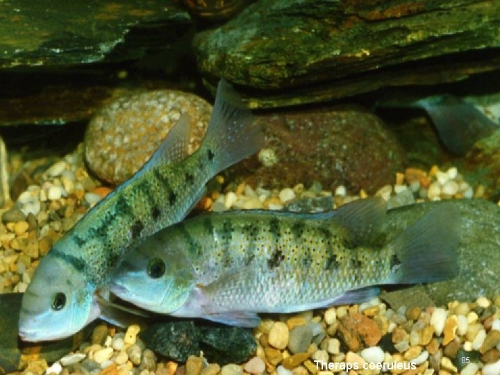 Theraps coeruleus 85 