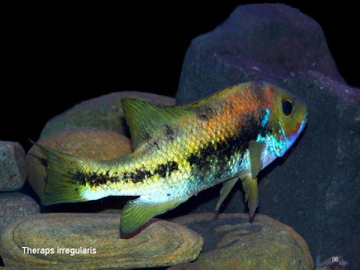 Theraps irregularis 86 