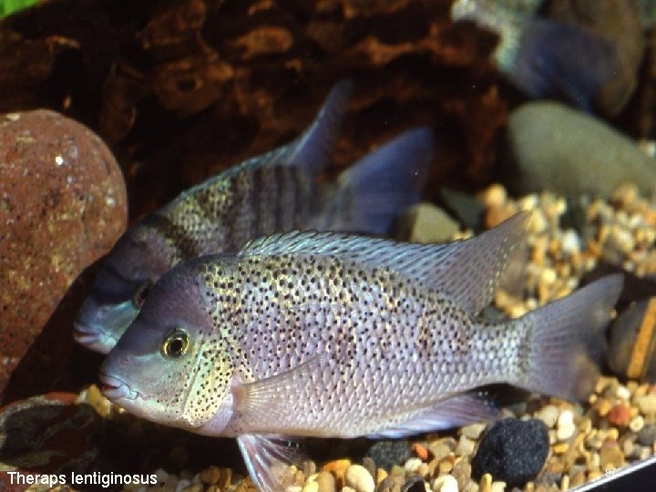 Theraps lentiginosus 87 