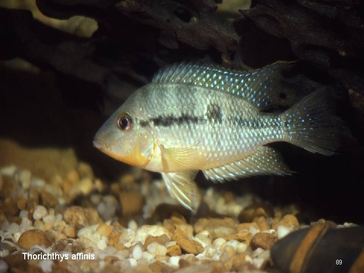 Thorichthys affinis 89 