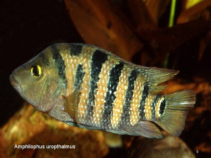 Amphilophus uropthalmus 9 