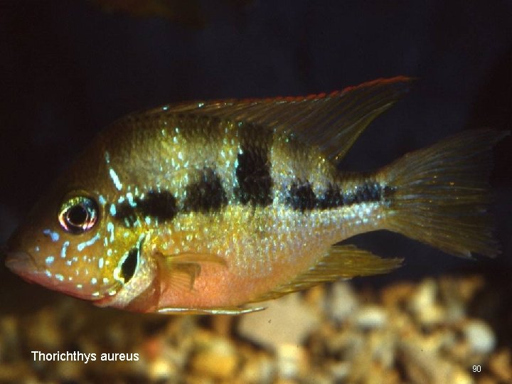 Thorichthys aureus 90 