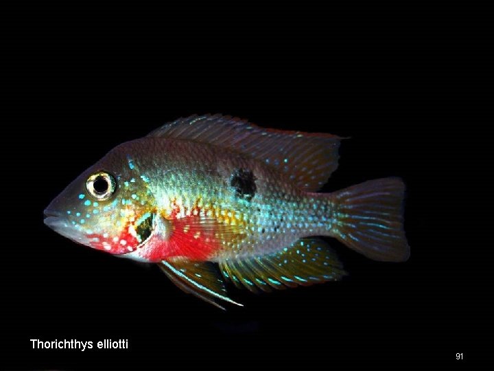 Thorichthys elliotti 91 