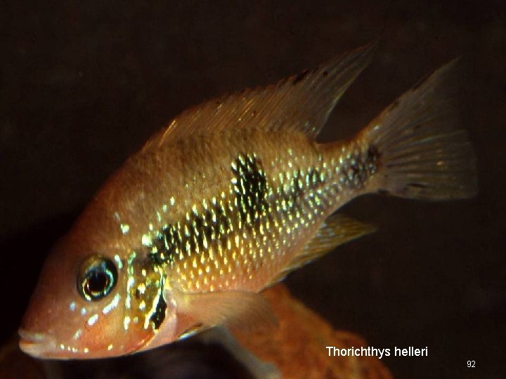 Thorichthys helleri 92 