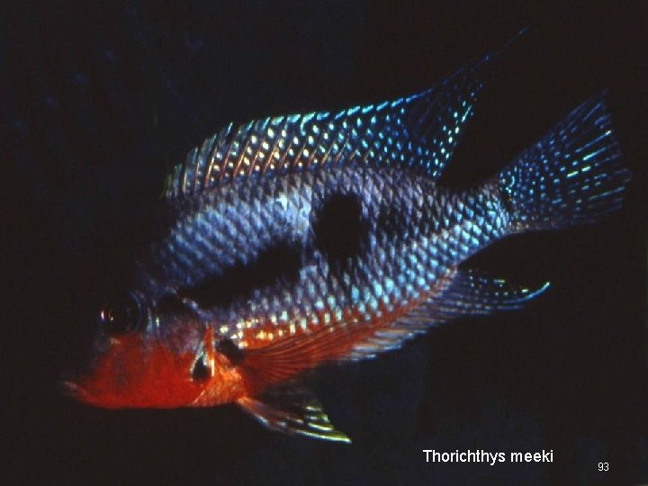 Thorichthys meeki 93 