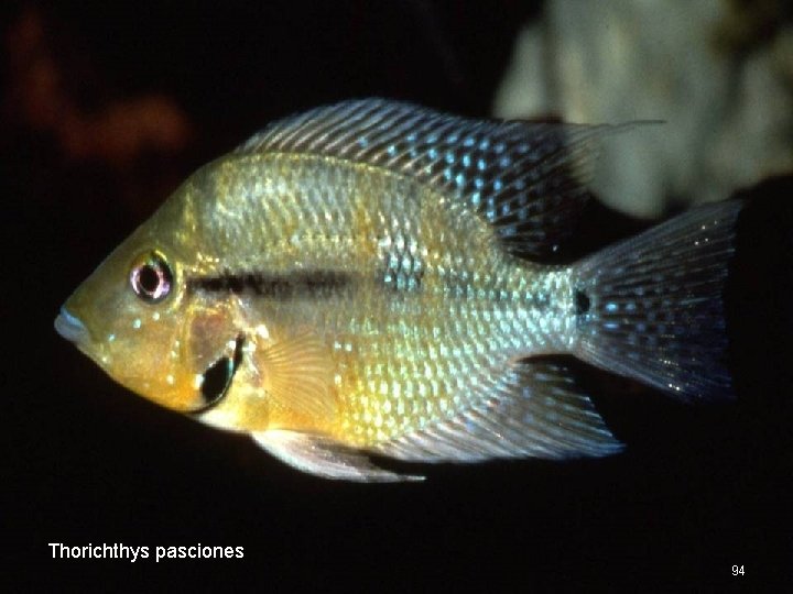 Thorichthys pasciones 94 