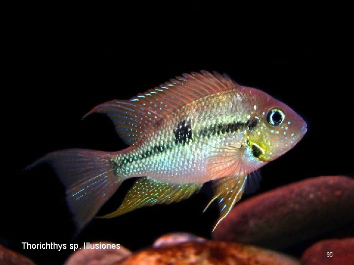 Thorichthys sp. Illusiones 95 