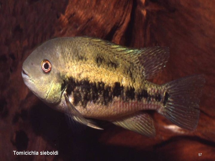Tomicichla sieboldi 97 