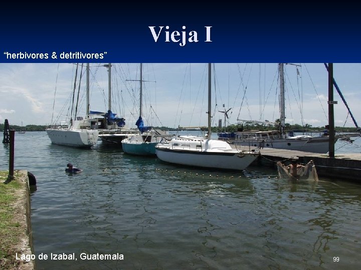 Vieja I “herbivores & detritivores” Lago de Izabal, Guatemala 99 
