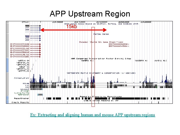 APP Upstream Region 15 kb Ex: Extracting and aligning human and mouse APP upstream