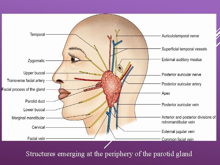 Structures emerging at the periphery of the parotid gland 