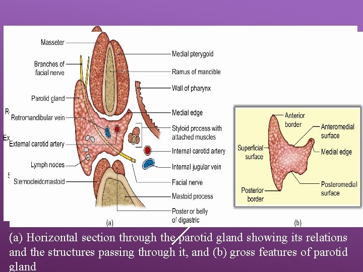 (a) Horizontal section through the parotid gland showing its relations and the structures passing