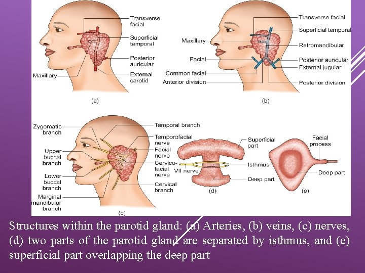 Structures within the parotid gland: (a) Arteries, (b) veins, (c) nerves, (d) two parts