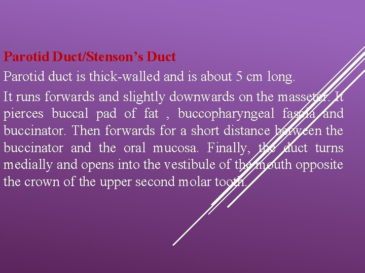 Parotid Duct/Stenson’s Duct Parotid duct is thick-walled and is about 5 cm long. It