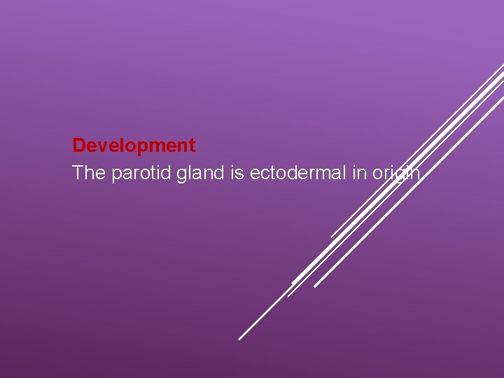 Development The parotid gland is ectodermal in origin. 