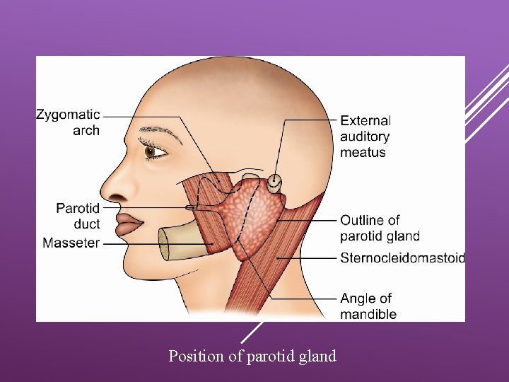 Position of parotid gland 