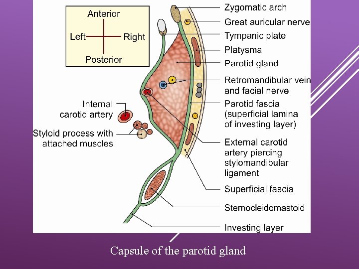 Capsule of the parotid gland 
