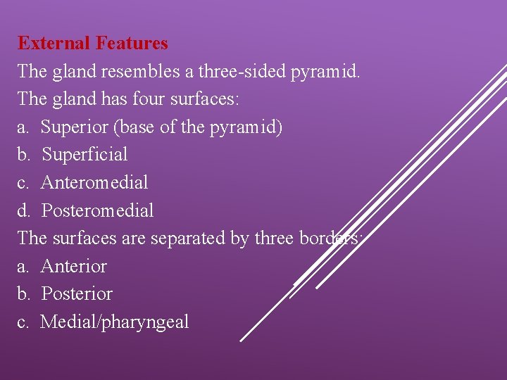 External Features The gland resembles a three-sided pyramid. The gland has four surfaces: a.