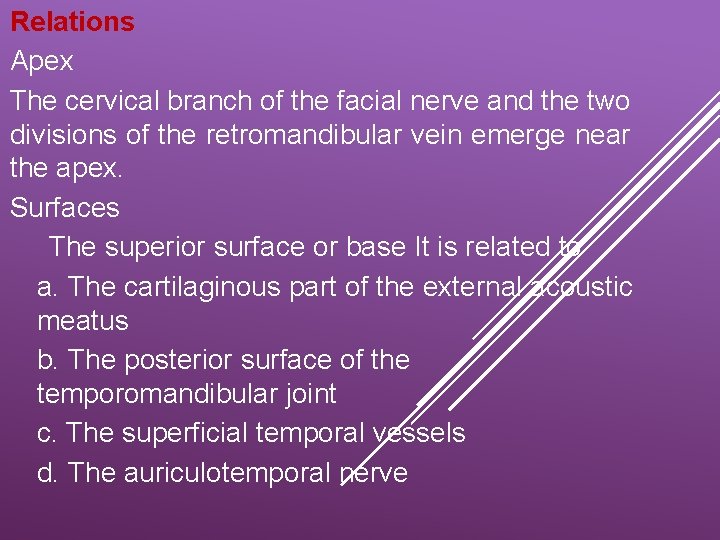 Relations Apex The cervical branch of the facial nerve and the two divisions of