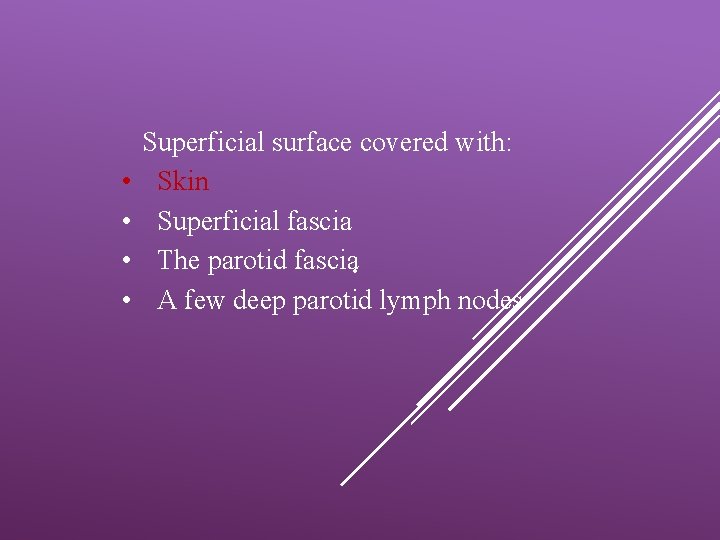  • • Superficial surface covered with: Skin Superficial fascia The parotid fascia •