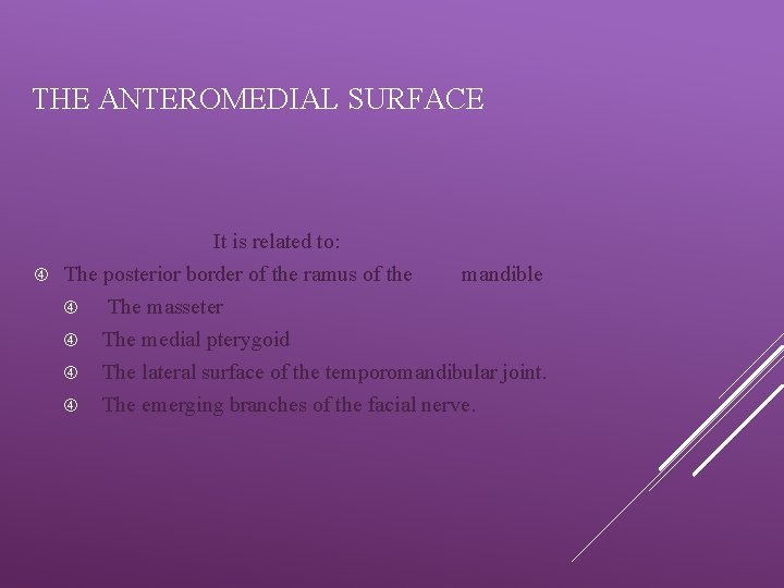 THE ANTEROMEDIAL SURFACE It is related to: The posterior border of the ramus of