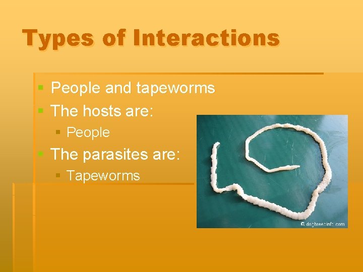 Types of Interactions § People and tapeworms § The hosts are: § People §