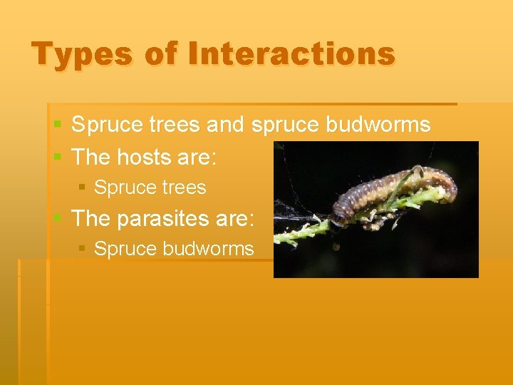 Types of Interactions § Spruce trees and spruce budworms § The hosts are: §