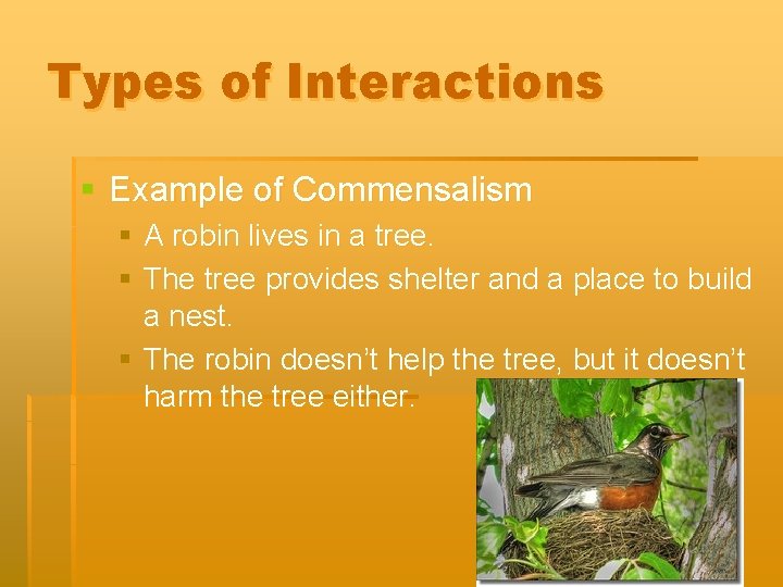 Types of Interactions § Example of Commensalism § A robin lives in a tree.