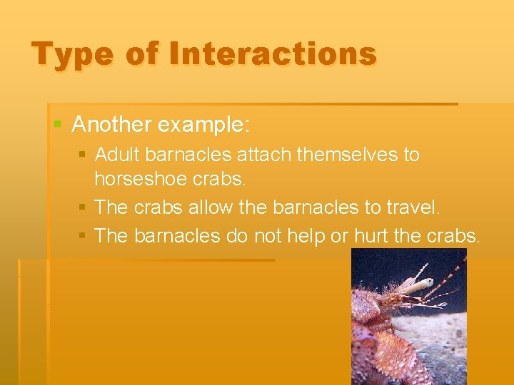 Type of Interactions § Another example: § Adult barnacles attach themselves to horseshoe crabs.