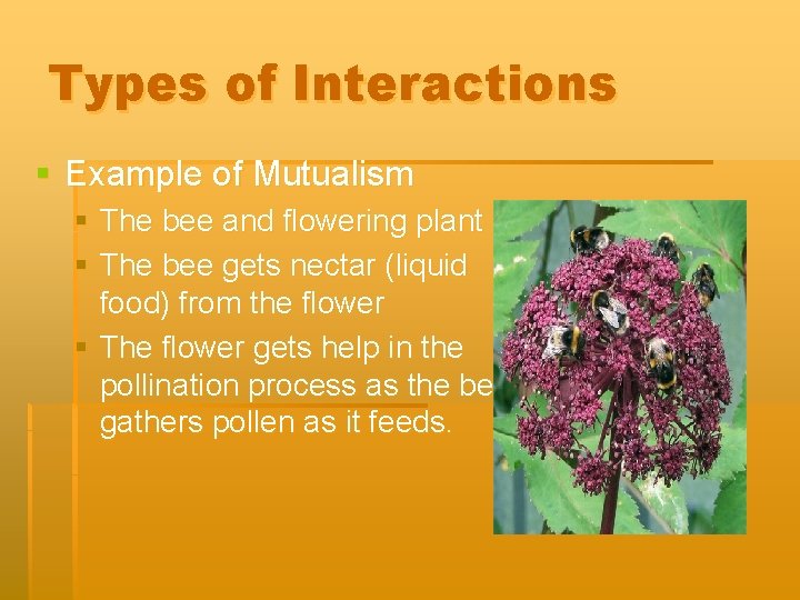 Types of Interactions § Example of Mutualism § The bee and flowering plant §