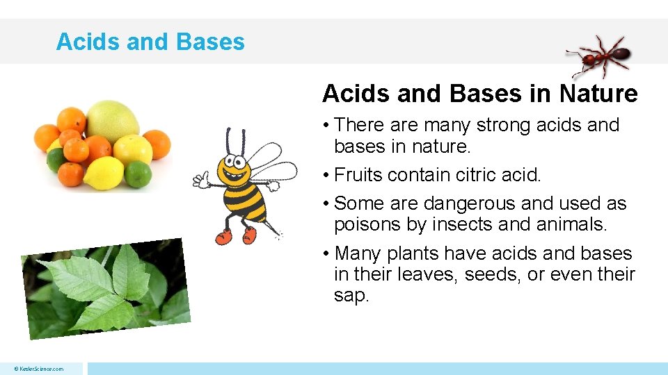 Acids and Bases in Nature • There are many strong acids and bases in