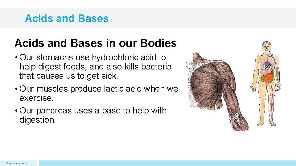 Acids and Bases in our Bodies • Our stomachs use hydrochloric acid to help