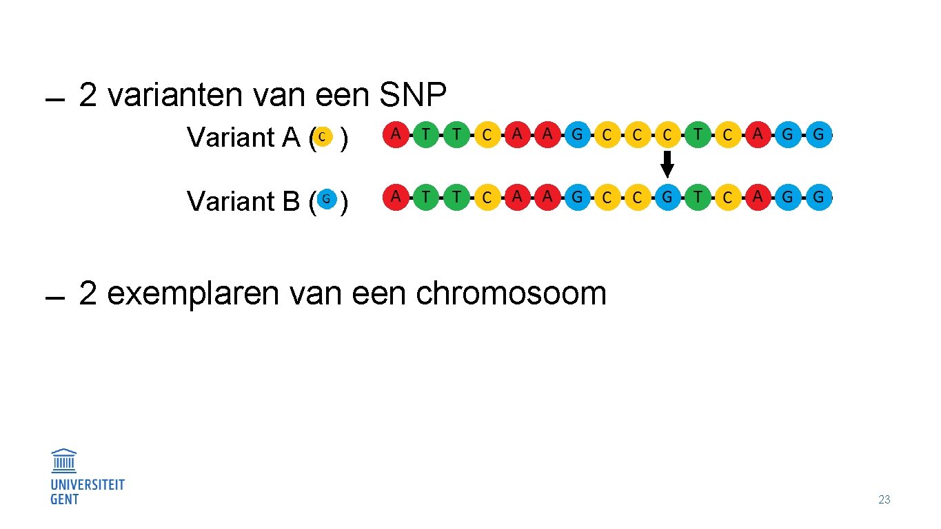  2 varianten van een SNP Variant A ( ) Variant B ( )