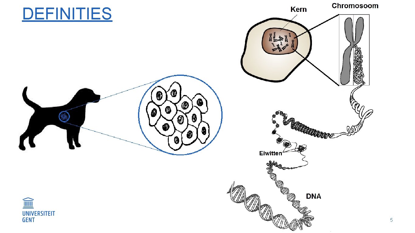 DEFINITIES 5 