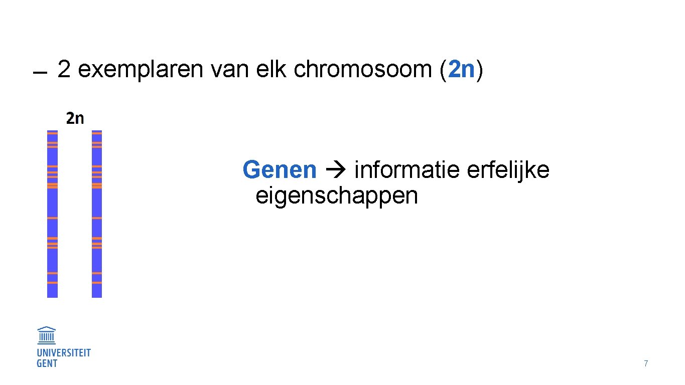  2 exemplaren van elk chromosoom (2 n) Genen informatie erfelijke eigenschappen 7 